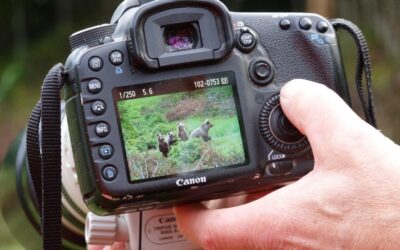 Photo hunting in Kočevsko